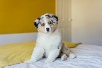 Mini australian shepherd blue merle best sale